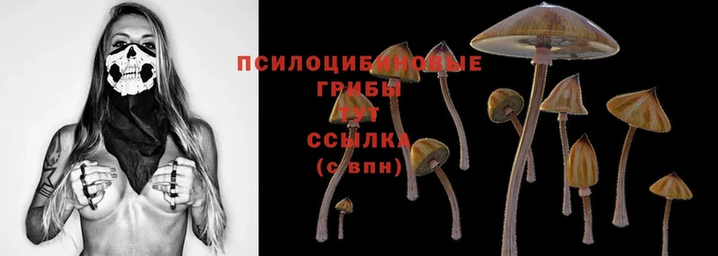 Псилоцибиновые грибы Psilocybine cubensis  Белокуриха 